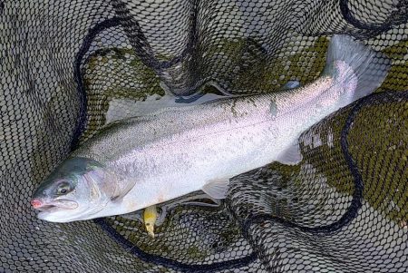 平日の天竜川ルアーフライテンカラ専用区